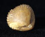 Torquirhynchia royeriana (ORBIGNY 1850) - Bild © FossNet FossilienStore